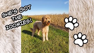 ZOOMIES on the FARM | Goldendoodle 2 years old