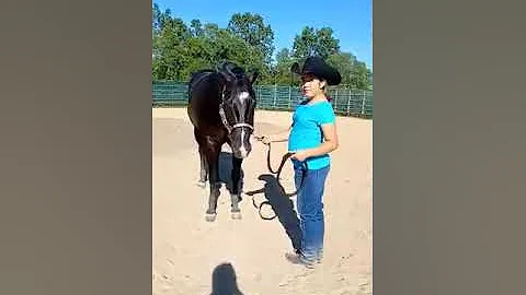 OHSA June,, 2022 Class 3 Mares Conformation Handle...