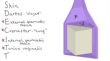 3D Layers of the Testes