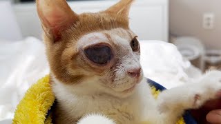 태어나서 처음으로 코로 숨을 쉬어 보는 고양이 (수술 후 뚜랑이 케어 일기) by 뚜리뚜바랑 DDU Cat Family 54,548 views 1 month ago 10 minutes, 41 seconds