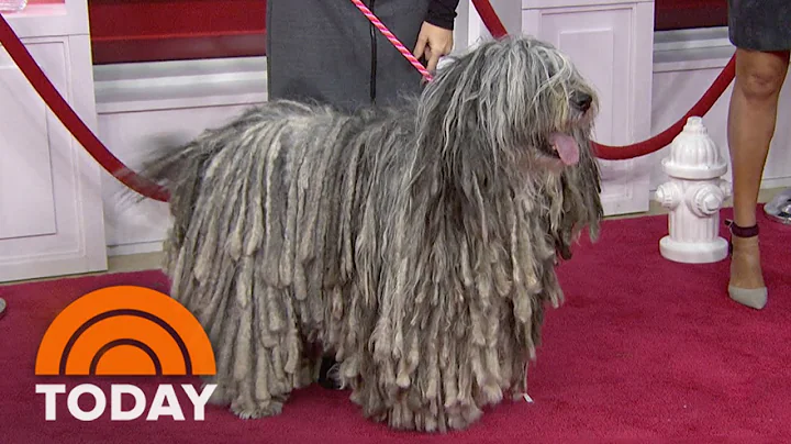 Meet The National Dog Shows Most Unusual Breeds | ...