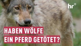 Haben Wölfe Das Pferd Genius Gerissen? Maintower