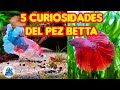 5 curiosidades del pez betta