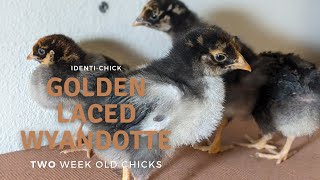 Golden Laced Wyandotte: 2-Week-Old Chicks