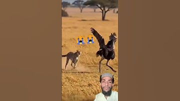 #egzonibrahimi #سورة_الإخلاص #ikhlas #shortvideo #nature