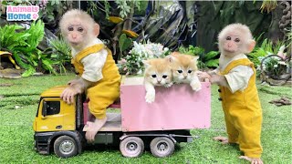 Smart Obi helps dad take care of kittens