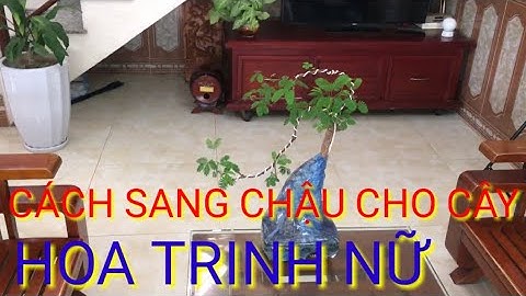 Cách Trồng Cây Hoa Trinh Nữ - Xấu Hổ - Mắc Cỡ - Bonsai - Đào Vượng HV