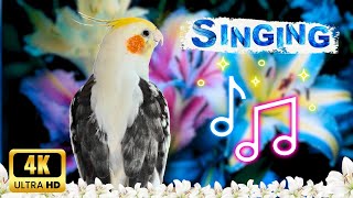 Best Cockatiel singing & Happy your Bird at Home #cockatiel #calopsita #sultanpapağanı 4K ultra HD by MATI BIRD 1,628 views 1 month ago 2 hours, 2 minutes