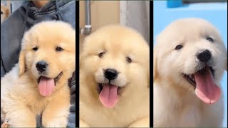 Cutest Dog  Q1 2024 Compilation | Cute & Funny Golden Retrievers P