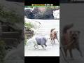 जानवरों के Gajab कारनामें 😂 wait for twist 🤣 #funny #animals #shorts