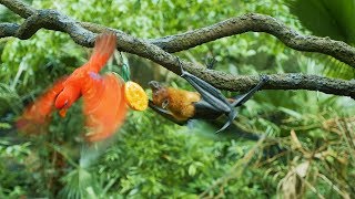 bat bats bird parrot animals fights megabat