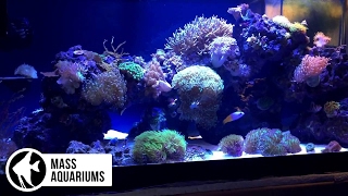 How To: CORAL PLACEMENT: Tips to get your Corals in the right spot. "Get your Polyps Poppin"