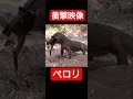 【閲覧注意】世界生物の捕食#shorts #universe #衝撃