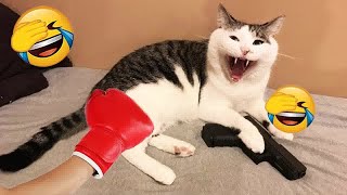 Trending Funny Animals 2024😍Funniest Dogs and Cats😹Part 19 by Pet channing168 5 views 5 days ago 36 minutes