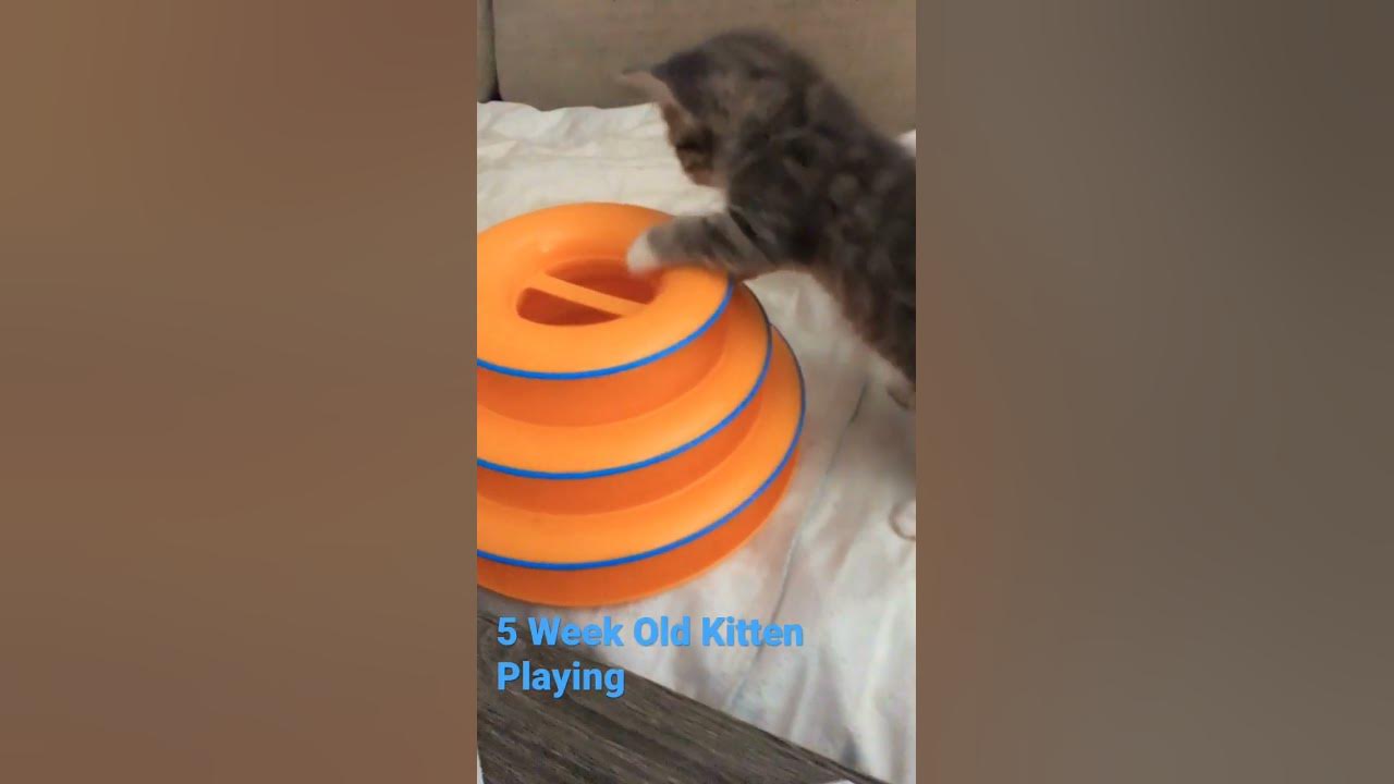 5-week-old-kitten-playing-youtube