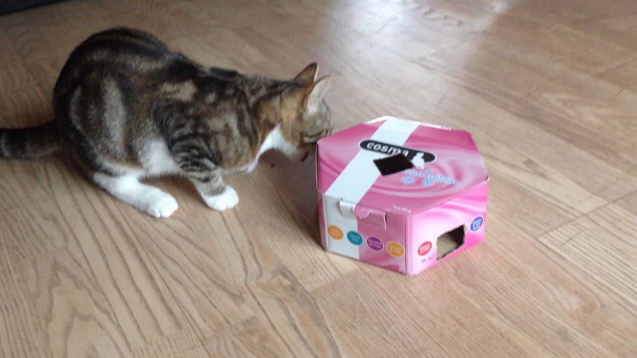 DIY Cat Activity Toys YouTube