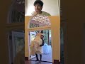Try Not to Laugh Challenge 160 🤣 #funny #shorts #viral