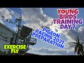 HOW WE TRAIN OUR YOUNG PIGEONS|MUSCLE DEVELOPMENT|PIGEON DISCIPLINE|PIGEON HEALTH|RACING PIGEON UK