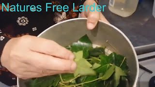 I Tested English Ivy as Laundry Detergent