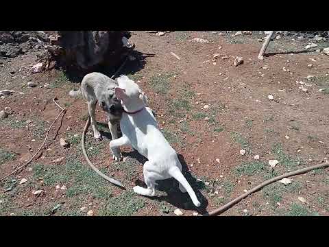 dogo argentino VS kangal boğuşması kavga değil