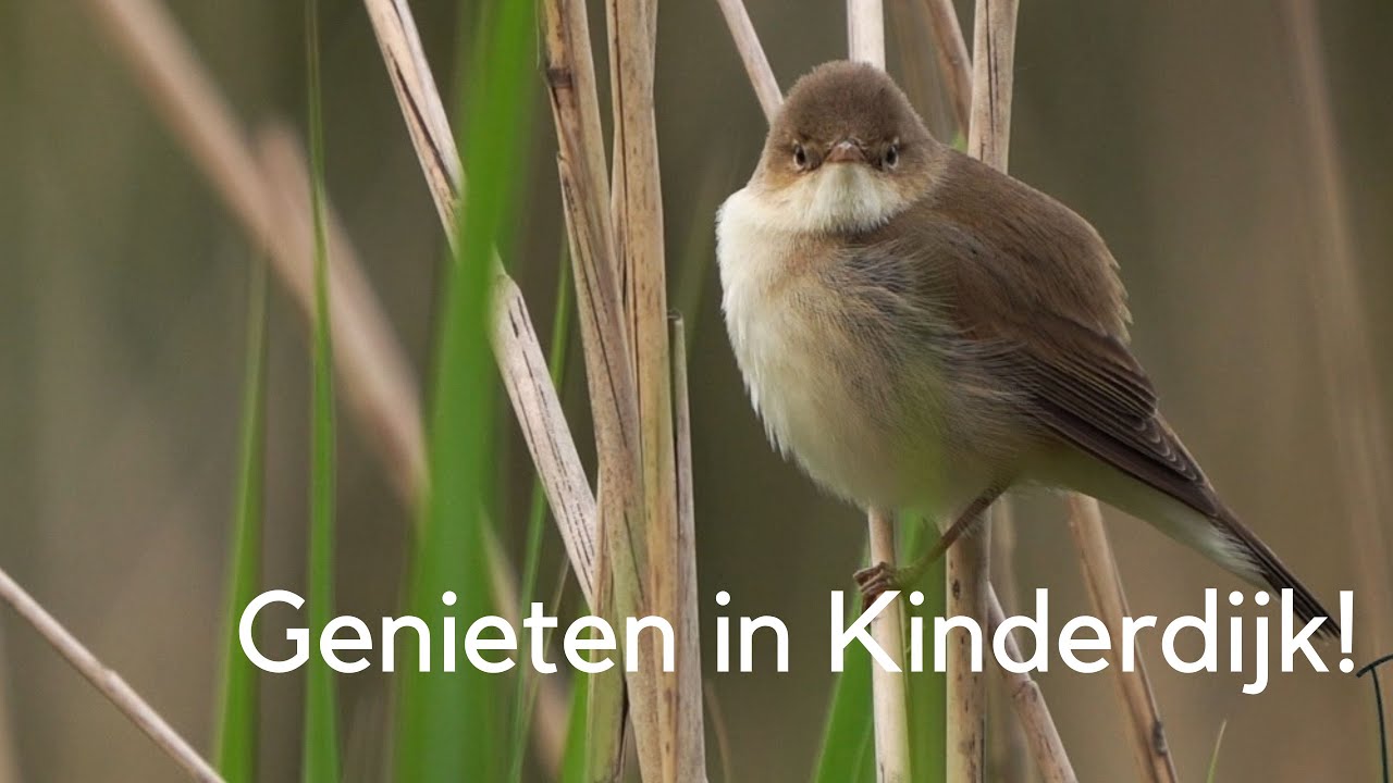 Genieten in Kinderdijk 