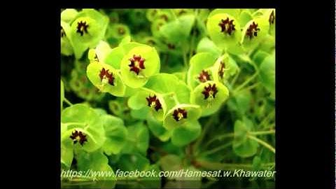 محمد جبريل -سورة البقرة 142الى 157