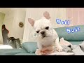 触って要求がどんどんエスカレートしていく犬ww【フレンチブルドッグ frenchbulldog】