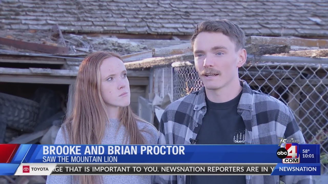 Police shoot mountain lion after finding it feeding on local lambs