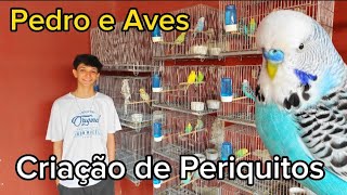 Visitando CRIAÇÃO DE PERIQUITOS | Pedro e Aves