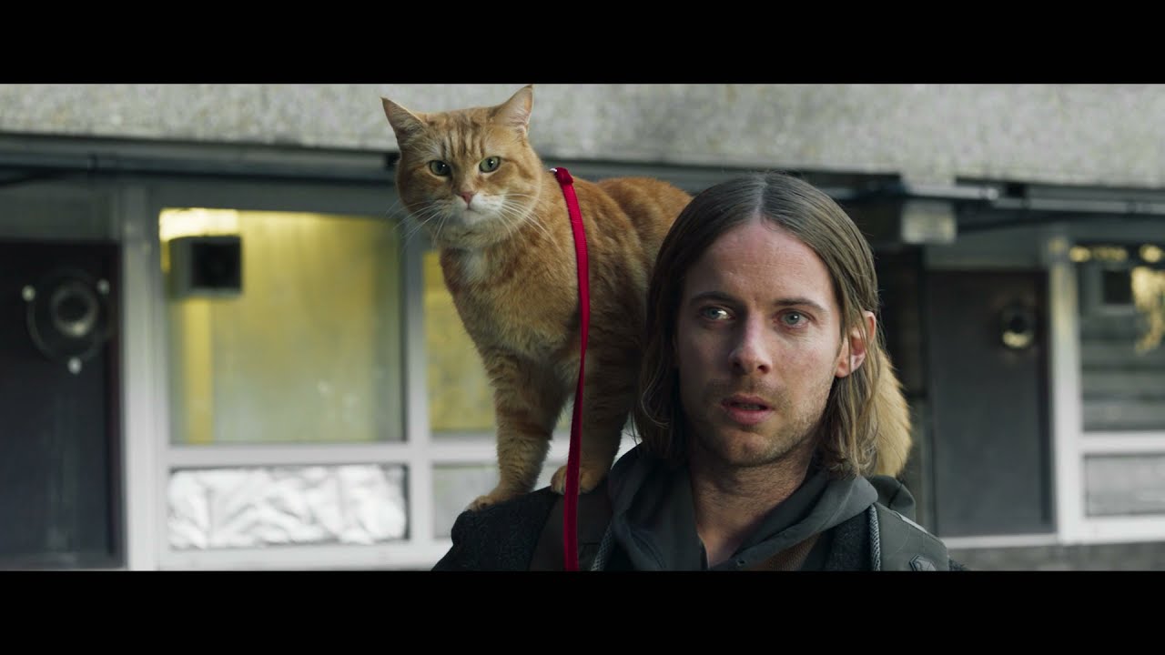 ボブネコです。 享年14歳、映画「ボブという名の猫」で世界を魅了した人気ネコ「ボブ