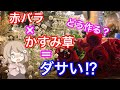 【ライブ】バラとかすみ草でおしゃれに花束を作る方法