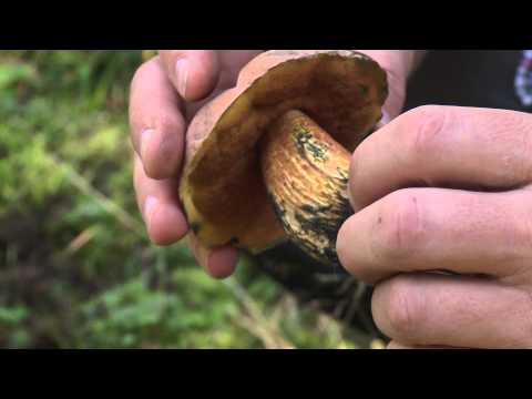 Video: Leckerer Pilz: Sommerpilz