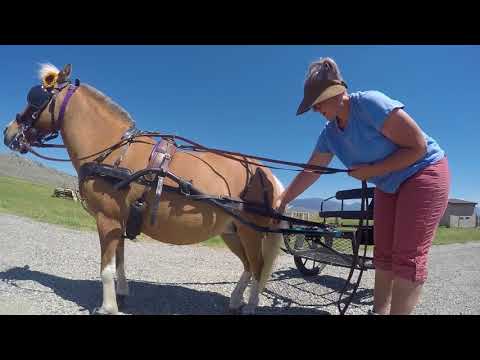 วีดีโอ: Hitching My Miniature Horse: รถเข็นเข้าง่าย