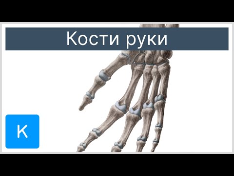 Кости руки - Анатомия человека | Kenhub