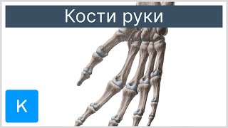 Кости руки - Анатомия человека | Kenhub