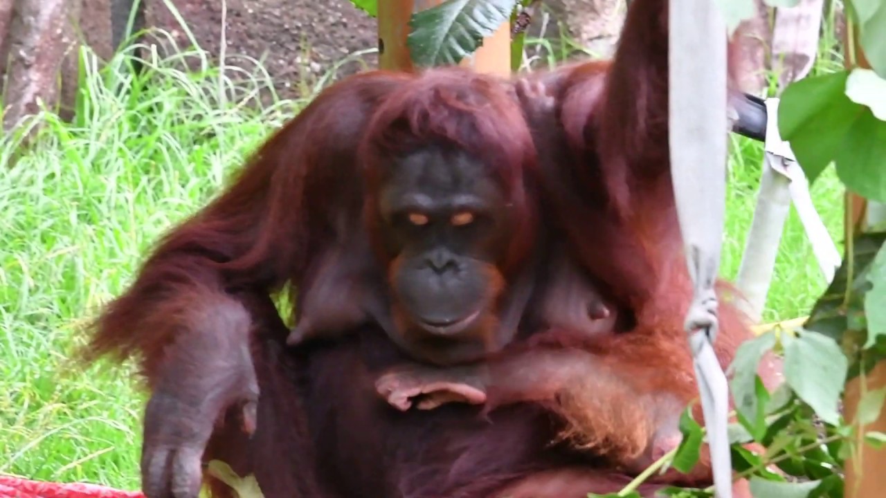 オランウータンのロキちゃんの誕生日会 多摩動物公園 Youtube オランウータンのロキちゃんの誕生日会 多摩動物公園 Youtube