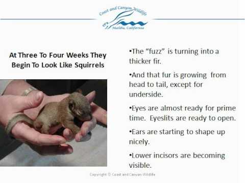 Baby Squirrel Age Chart Pictures