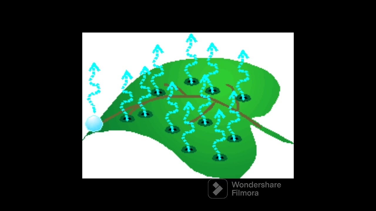 شرح عمليه النتح فى النبات 🌿