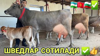 АРЗОНЧИ АКАДАН 1- 2- БОЛАЛИ ТОЗЗА САВАЙ ГЕРМАН КИРГИЗИСТОН  ШВЕДЛАРИ СОТИЛАДИ SHIVED 28 мая 2026 г