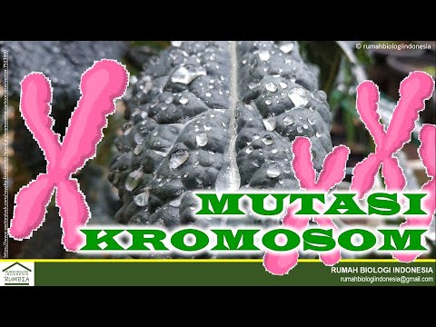 Video: Segmen Kromosom Alien Dari Aegilops Speltoides Dan Dasypyrum Villosum Meningkatkan Toleransi Kemarau Dalam Gandum Melalui Sistem Akar Yang Mendalam Dan Mendalam