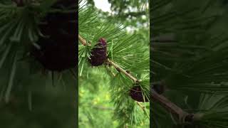 Прогулка по яблоневому саду 🍎🌳 Присоединяйся на телеграм канал: https://t.me/MarioTeam87