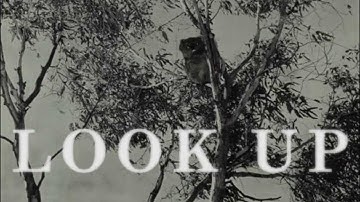 Drop Bear Warning Uncovered in Archives