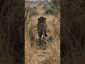 The 3-Second Rule: What Would You Do If You Meet a Lion 🦁 🐾 #satisfying #SafetyFirst #HowToSurvive
