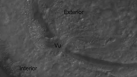 Discovery of a Natural Microsporidian Pathogen with a Broad Tissue Tropism in Caenorhabditis elegans