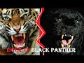 Tiger Vs Black Panther | Tiger Vs Black Panther Who Would Win | Sher Khan Vs Bagheera