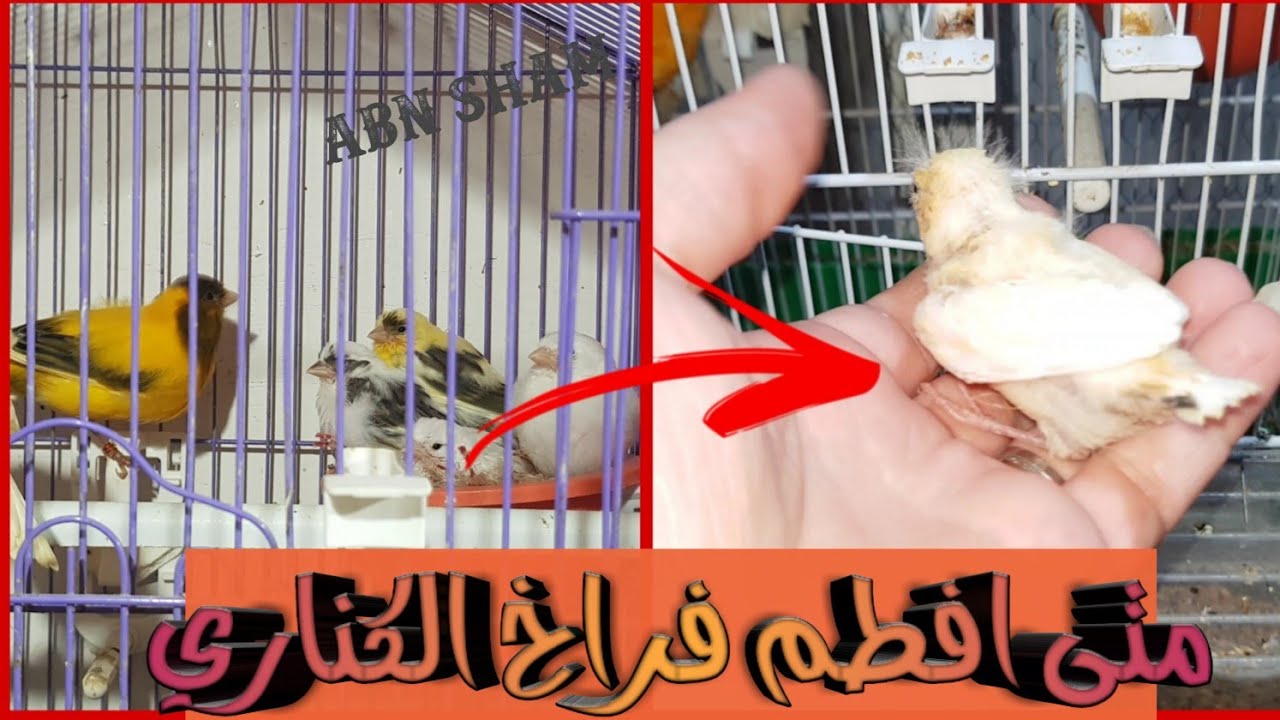 متى وكيف يتم فطام فراخ الكناري بصوت وصورة العمر والطريقة الصحيحة
