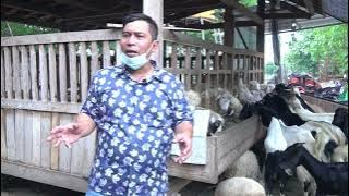 KONSEP TERNAK KAMBING PAK BAYU DININGRAT #bayudininrat #bayusehatmandiri #pertanian