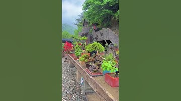 0386700914các loại hoa và cây cảnh của các nhà vườn mời mọi người chiêm ngưỡng