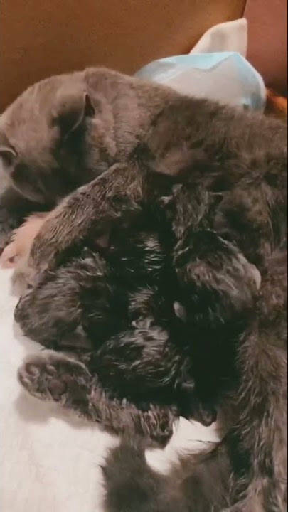 New born BKH kitten / cat baby - Lipas sis & bros 😻