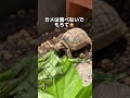 庭にアオダイショウがいた/アカアシガメひまちゃん、ナメクジを食べる
